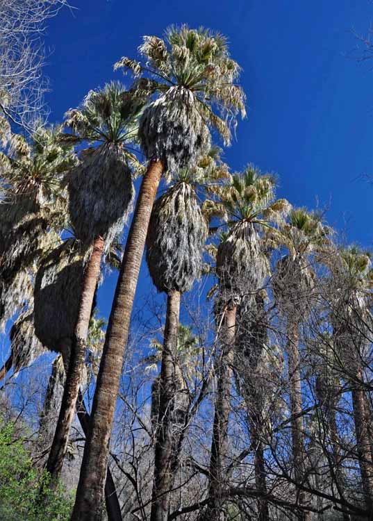 palms 